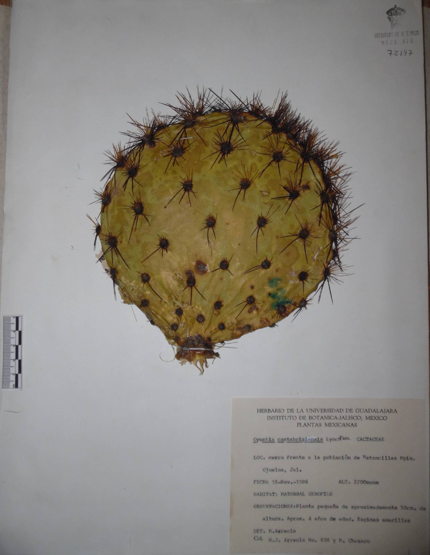 Opuntia cantabrigiensis image