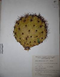 Opuntia cantabrigiensis image