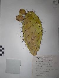 Opuntia lasiacantha image