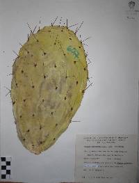 Opuntia megacantha image