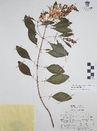 Galphimia grandiflora image