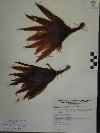 Disocactus speciosus image