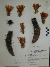 Echinocereus spinigemmatus image