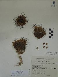 Mammillaria polythele image
