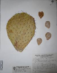 Opuntia hyptiacantha image