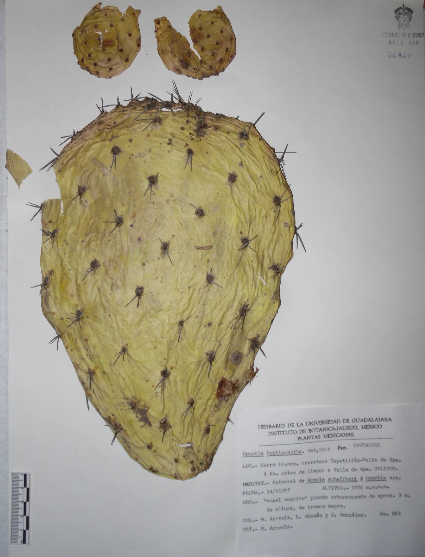 Opuntia hyptiacantha image