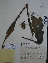 Disocactus crenatus image