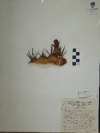 Ferocactus herrerae image