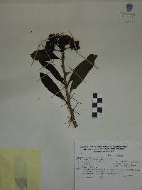 Pereskia zinniiflora image