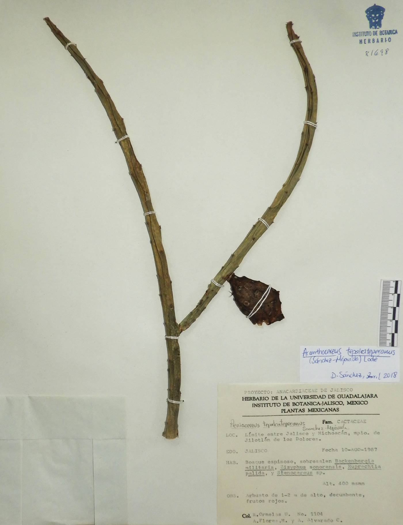 Acanthocereus tepalcatepecanus image