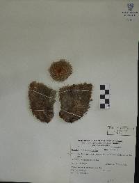 Mammillaria geminispina image