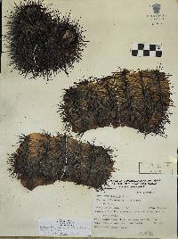 Melocactus curvispinus subsp. dawsonii image