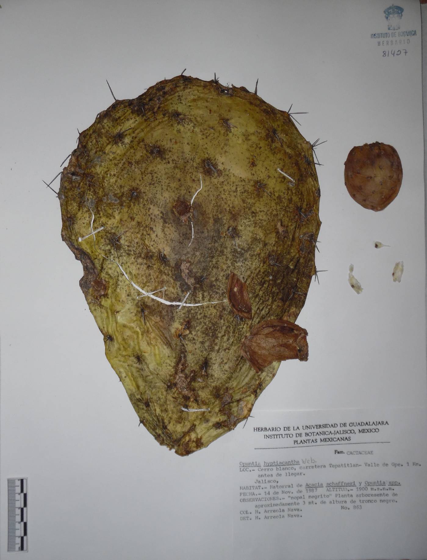 Opuntia hyptiacantha image