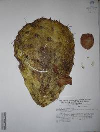 Opuntia hyptiacantha image