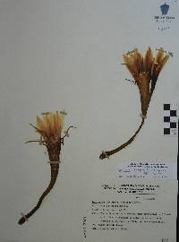 Echinopsis oxygona image