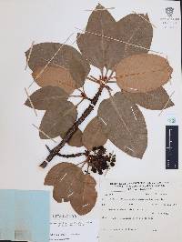 Arbutus madrensis image