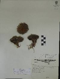 Image of Mammillaria chionocephala