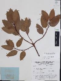 Arbutus arizonica image