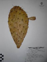 Opuntia megacantha image