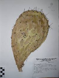 Opuntia megacantha image