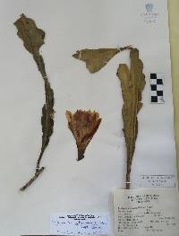 Disocactus ackermannii image