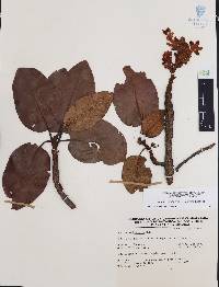 Arbutus madrensis image