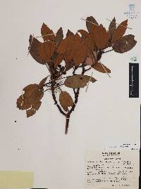 Arbutus xalapensis image