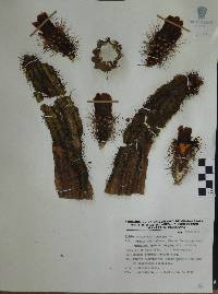 Image of Echinocereus spinigemmatus