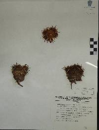 Mammillaria boedekeriana image