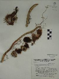 Selenicereus boeckmannii image