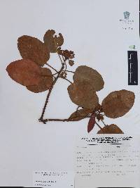 Arbutus madrensis image