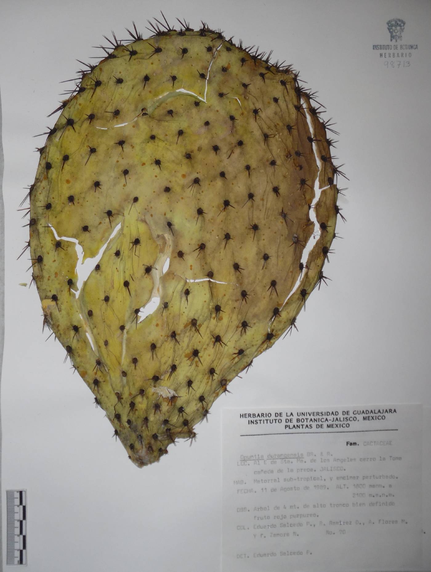 Opuntia hyptiacantha image