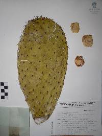 Opuntia lasiacantha image