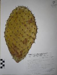 Opuntia hyptiacantha image