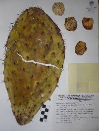 Opuntia hyptiacantha image