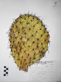 Opuntia hyptiacantha image