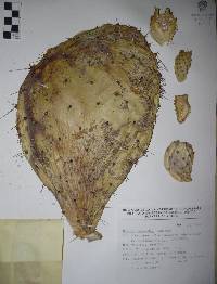 Opuntia megacantha image