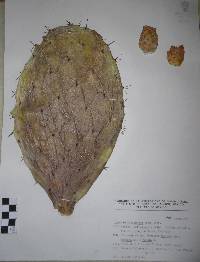 Opuntia megacantha image