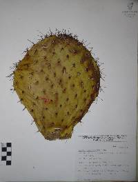 Opuntia streptacantha image