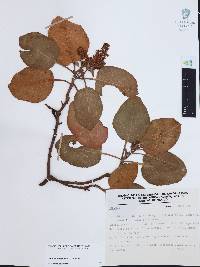 Arbutus madrensis image