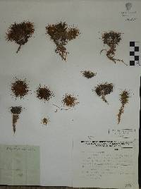 Mammillaria decipiens image
