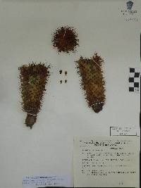 Mammillaria rhodantha image
