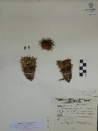 Mammillaria rhodantha subsp. fera-rubra image