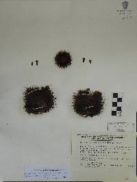 Mammillaria rhodantha image
