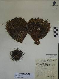 Mammillaria magnimamma image