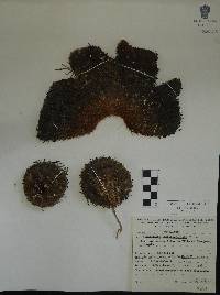 Image of Cactus muehlenpfordtii