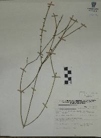 Rhipsalis baccifera image