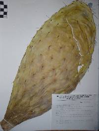 Opuntia megacantha image