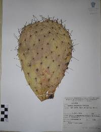 Opuntia lasiacantha image