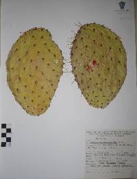 Image of Opuntia neochrysacantha
